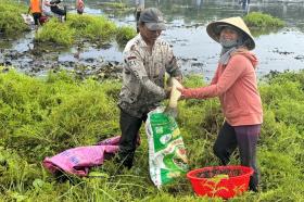 Lội bùn bắt cá trong lễ hội 'phá Trằm Trà Lộc'  第2张