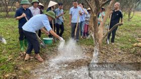 Nông dân gượng dậy thế nào sau bão Yagi: Nước mắt nông Yên Bái rơi trên vùng đất trồng bưởi &quot;tiến vua&quot; (Bài 6)  第10张