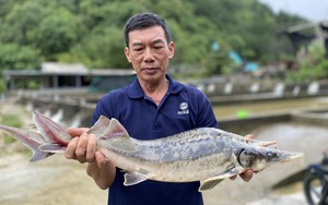 Nông dân gượng dậy thế nào sau bão Yagi: Nước mắt nông Yên Bái rơi trên vùng đất trồng bưởi &quot;tiến vua&quot; (Bài 6)  第14张