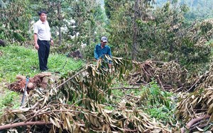 Nông dân gượng dậy thế nào sau bão Yagi: Nước mắt nông Yên Bái rơi trên vùng đất trồng bưởi &quot;tiến vua&quot; (Bài 6)  第15张