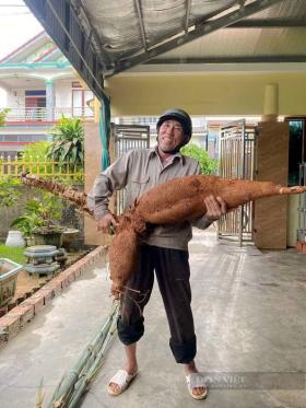 Một ông nông dân Hà Tĩnh vô tình đào được củ sắn &quot;khủng&quot; chưa từng có, dài hơn 1m, nặng 25kg