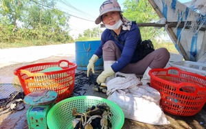 Đà Nẵng: Hội Nông dân Hòa Vang tiếp đón Hội Nông dân Quế Sơn đến tham quan, trao đổi kinh nghiệm