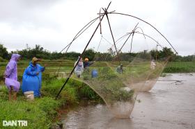 Mưa lớn, người dân đổ xô giăng lưới kiếm &quot;lộc trời&quot;