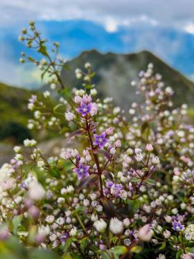 Trekking Tà Chì Nhù ngắm hoa chi pâu giữa trời thu  第3张