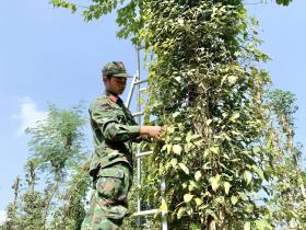 Giá tiêu hôm nay 20/10: tăng trở lại ở Tây Nguyên, Đắk Nông thêm 1.000 đồng/kg