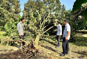 Cây &quot;tỷ đô&quot; đổ gãy hàng loạt sau cơn lốc xoáy trong đêm