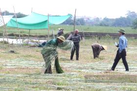 Giữa dòng sông Lam ở Hà Tĩnh có một &quot;hòn đảo&quot;, dân ở đây trồng thứ cây tốt um trông như cỏ dại