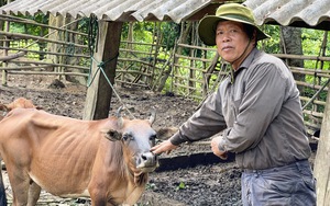 Quảng Bình: Thả khỉ vàng, rùa sa nhân, chim ưng Ấn Độ và loạt động vật có tên trong sách Đỏ về tự nhiên  第2张