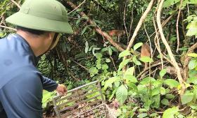 Quảng Bình: Thả khỉ vàng, rùa sa nhân, chim ưng Ấn Độ và loạt động vật có tên trong sách Đỏ về tự nhiên